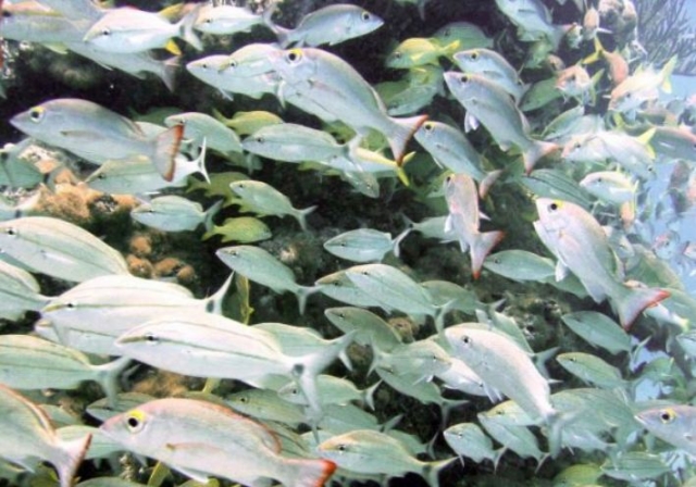  Snorkel among many marine species 